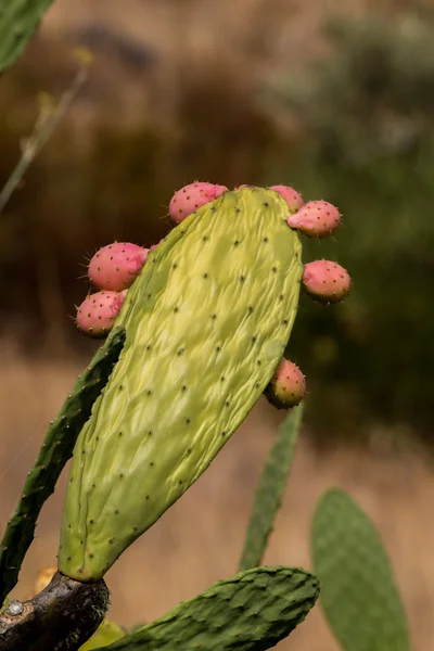 Trnité hrušky (opuntia ficus-indica) — Stock fotografie