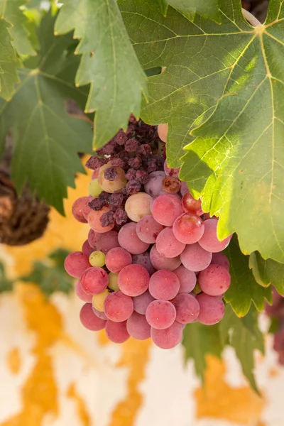 Red grapes on a vineyard — Stock Photo, Image