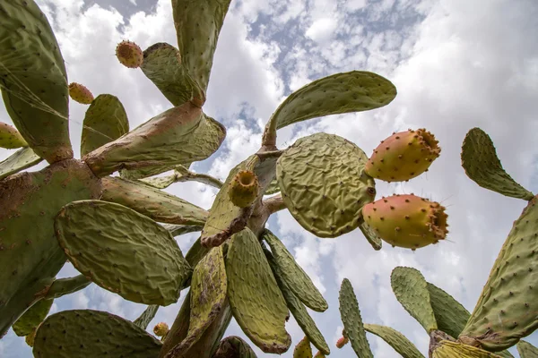 Prickly pears (Opuntia ficus-indica) — Stock Photo, Image