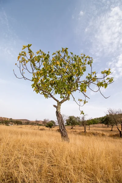 Dry landscape with a fig tree — Stock Photo, Image