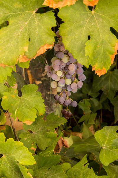 上一个葡萄园的葡萄 — 图库照片
