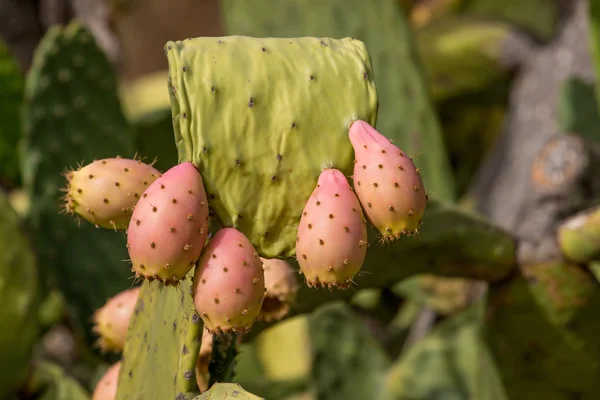 Trnité hrušky (opuntia ficus-indica) — Stock fotografie