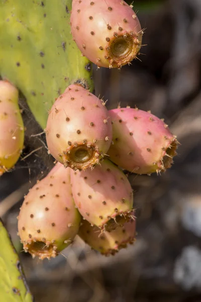 Pêras espinhosas (opuntia ficus-indica ) — Fotografia de Stock