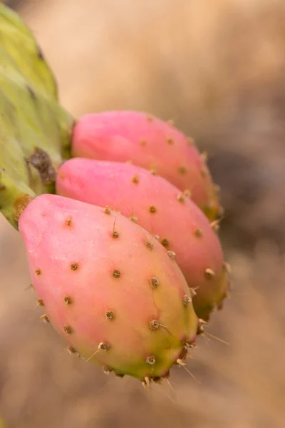 Prickly peren (opuntia ficus-indica) — Stockfoto