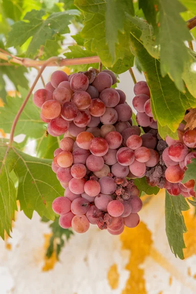 Red grapes on a vineyard — Stock Photo, Image