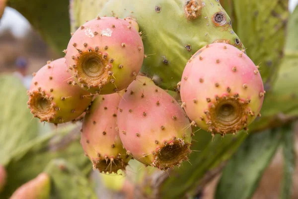 Kaktusfeigen (opuntia ficus-indica)) — Stockfoto