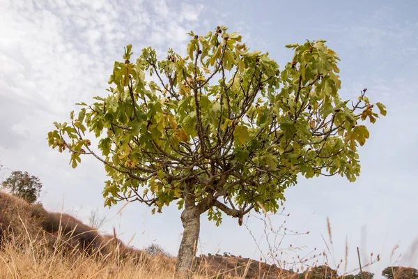 Dry landscape with a fig tree — Stock Photo, Image