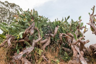 Hint inciri (opuntia ficus-indica) 