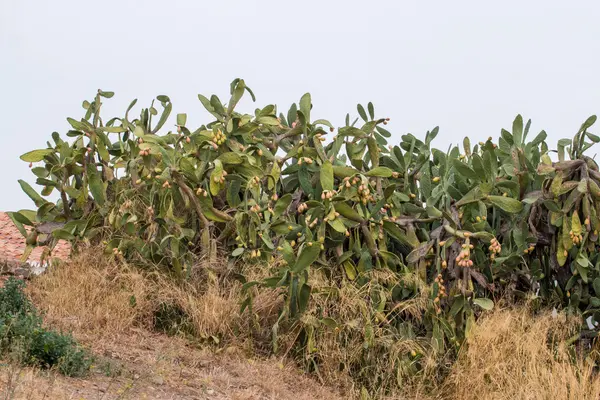 Pêras espinhosas (opuntia ficus-indica ) — Fotografia de Stock