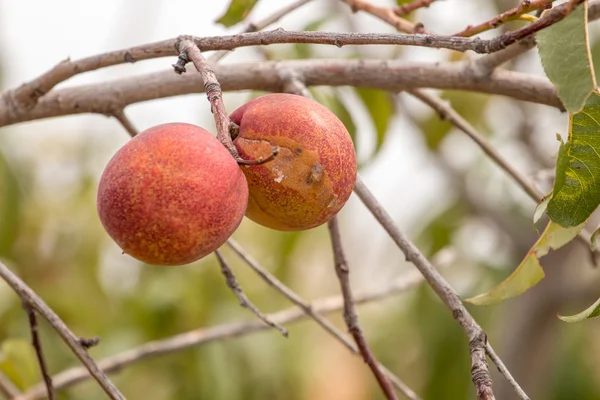 Melocotones en un árbol — Foto de Stock