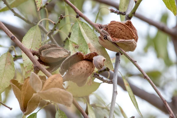 Amêndoas em uma árvore no campo — Fotografia de Stock