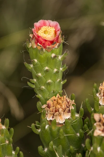 Cactus de caña (Cylindropuntia imbricata ) — Foto de Stock