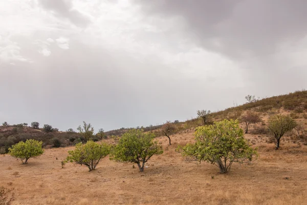 Dry landscape with fig trees — Stock Photo, Image