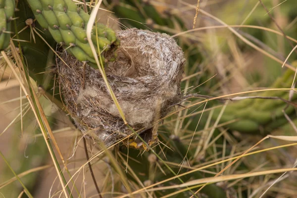 Las aves anidan en algún cactus de higo indio — Foto de Stock