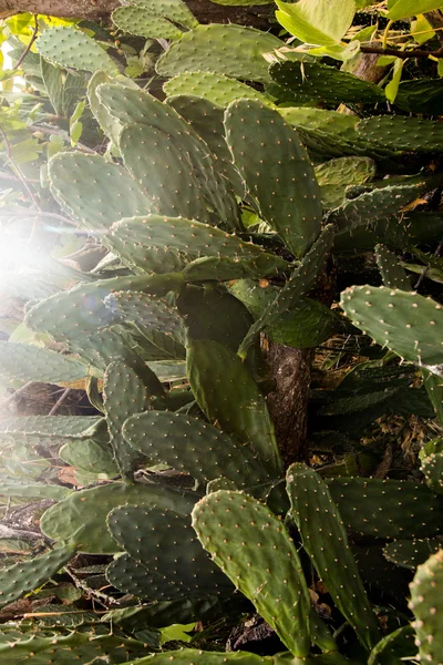 Peras espinosas (opuntia ficus-indica ) — Foto de Stock