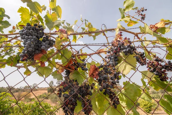 Red grapes on a vineyard — Stock Photo, Image