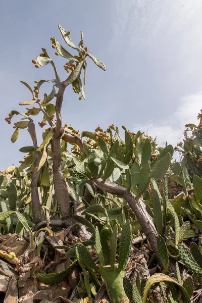 Peras espinosas (opuntia ficus-indica ) — Foto de Stock