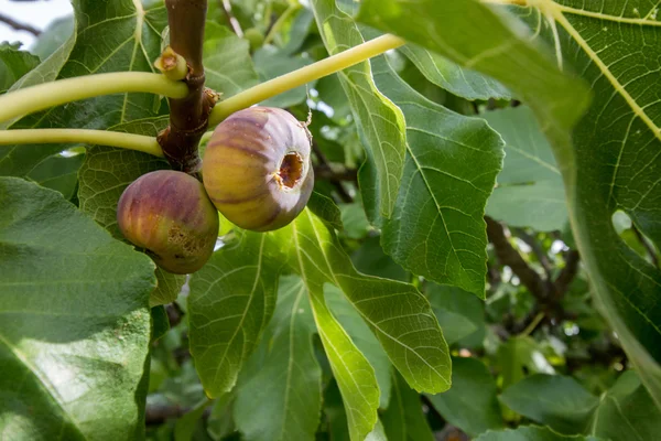 Some figs on a fig tree — Stock Photo, Image