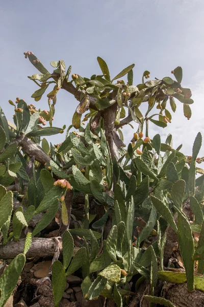 Peras espinosas (opuntia ficus-indica ) — Foto de Stock