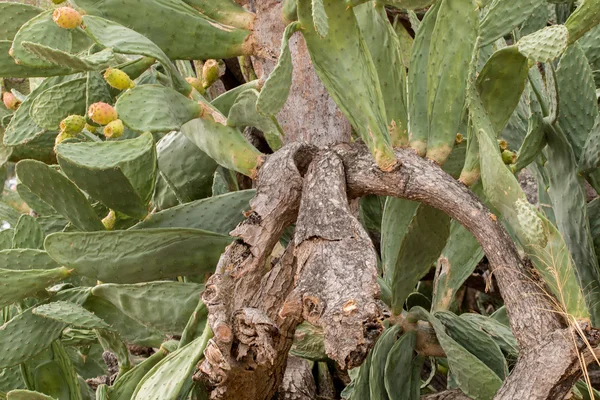 Kaktusfikon (opuntia ficus-indica) — Stockfoto