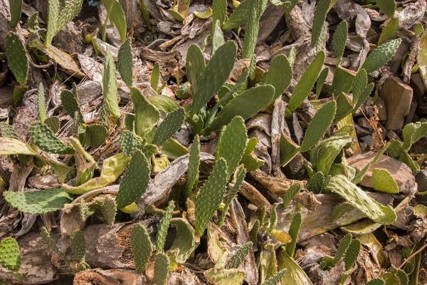 Kaktusfikon (opuntia ficus-indica) — Stockfoto