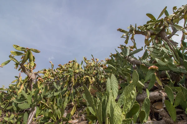 Prickly pears (Opuntia ficus-indica) — Stock Photo, Image