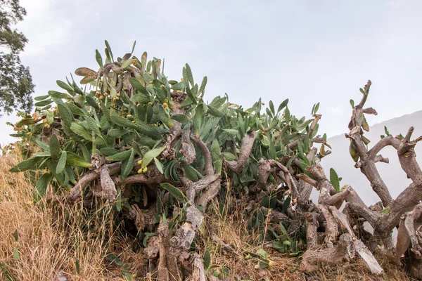 Fichi d'India (opuntia ficus-indica) ) — Foto Stock