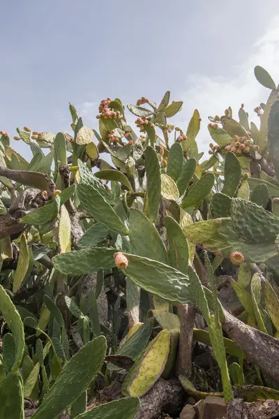 Колючие груши (opuntia ficus-indica ) — стоковое фото