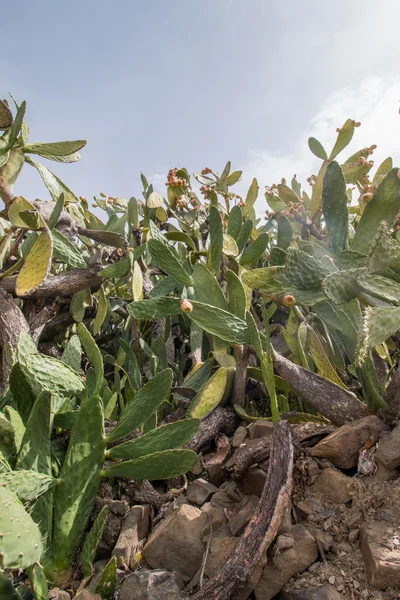 Kaktusfikon (opuntia ficus-indica) — Stockfoto