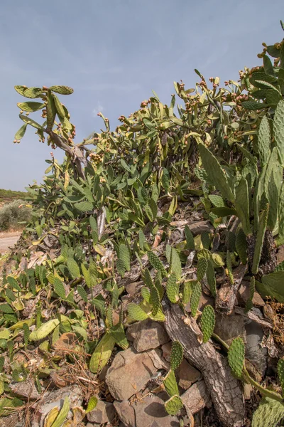 Prickly pears (Opuntia ficus-indica) — Stock Photo, Image