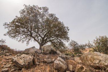 meşe ağacı (Quercus çobanpüskülü kuru manzara)