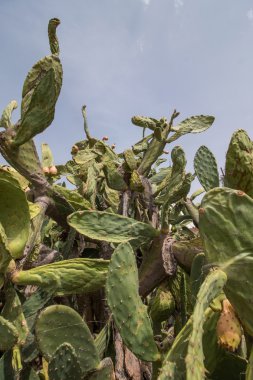 Hint inciri (opuntia ficus-indica)