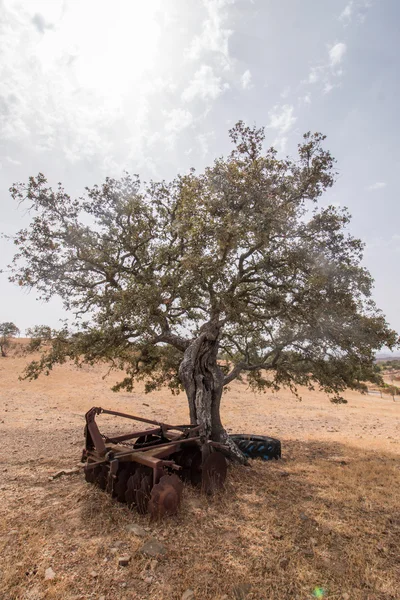 樫の木 (コナラ モチノキの乾燥風景) — ストック写真