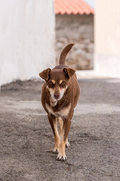 Cão doméstico marrom — Fotografia de Stock