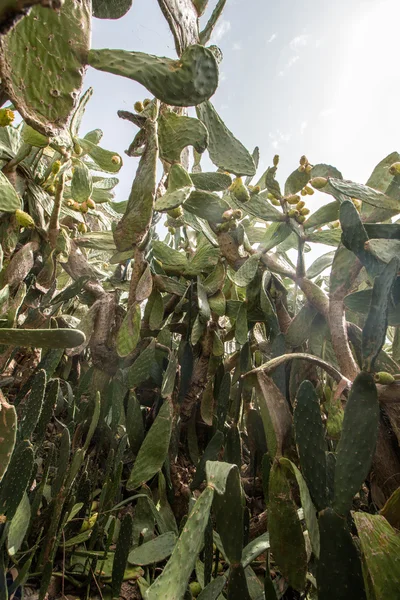 Pêras espinhosas (Opuntia ficus-indica) ou figos índios — Fotografia de Stock