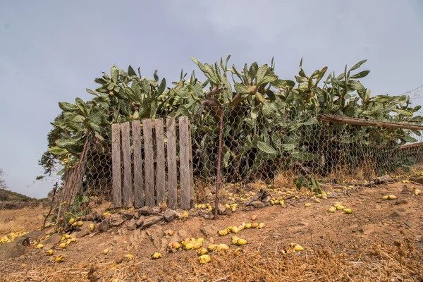 Коректні груші (Opuntia ficus) або індійські інжир — стокове фото