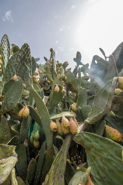 Fichi d'India (Opuntia ficus-indica) o fichi indiani — Foto Stock