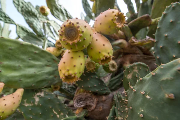 Trnité hrušky (Opuntia ficus-indica) nebo indické fíky — Stock fotografie