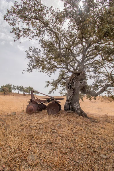 Paisagem seca com um carvalho (Quercus ilex ) — Fotografia de Stock