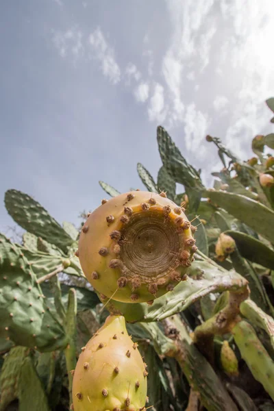 Prickly pears or indian figs — Stock Photo, Image