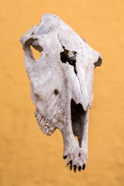 Krowa czaszki na żółtym tle — Zdjęcie stockowe