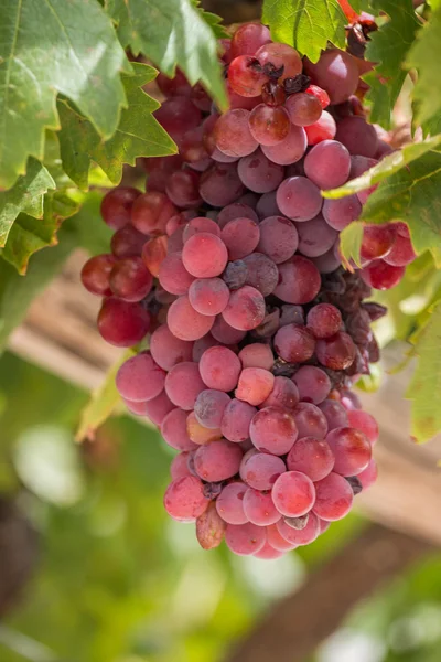 Red grapes on a vineyard — Stock Photo, Image