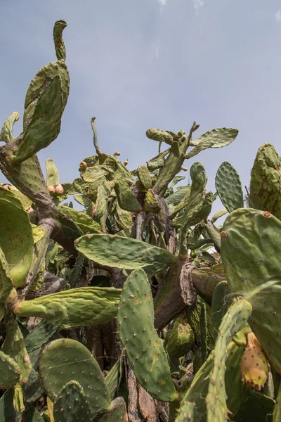 Fichi d'India (opuntia ficus-indica) ) — Foto Stock