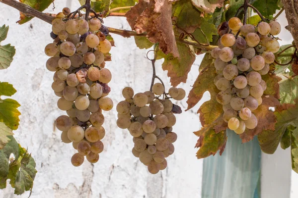 Green grapes on a vineyard — Stock Photo, Image