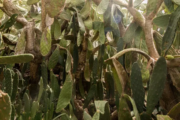 Fichi d'India (opuntia ficus-indica) ) — Foto Stock