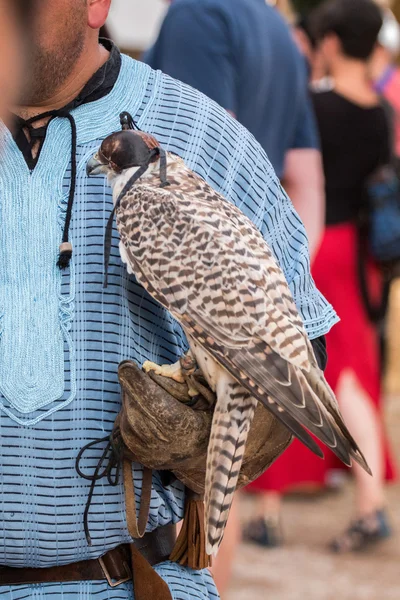 Hawk bird with owner — Stockfoto