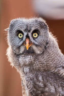 Büyük gri baykuş (strix nebulosa)