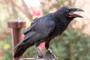 ortak karga (Corvus corax) kuş