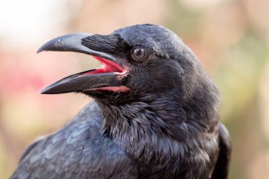 common raven (Corvus corax) bird clipart