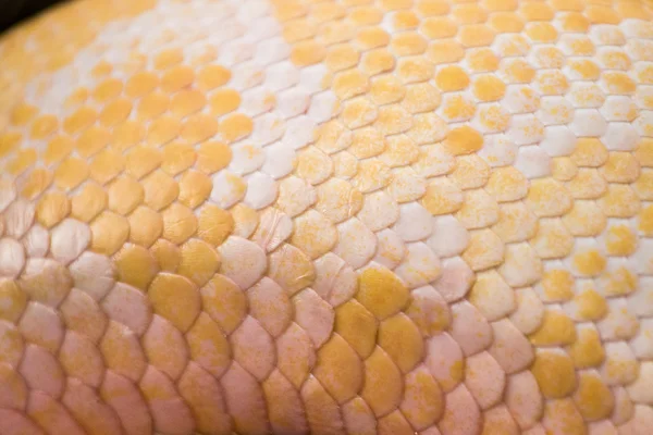 Skin of a albino Burmese python snake — Stockfoto